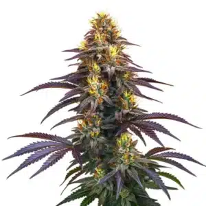 Black Domina cannabis plant with compact buds and rich green foliage