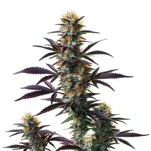 Plante de cannabis Black Domina Auto avec des têtes denses et des feuilles pourpres.