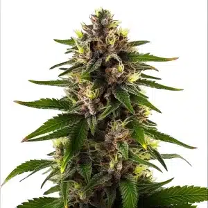 Black Domina Fast Version cannabis plant with dense, frosty buds and dark green leaves.