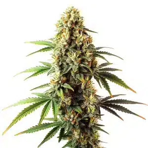Black Domina Regular cannabis strain with dark leaves and resinous buds.