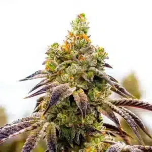 Black Domina x Afghan Kush cannabis plant with thick resinous colas