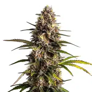 Black Domina x Banana Kush cannabis plant with colorful frosty buds