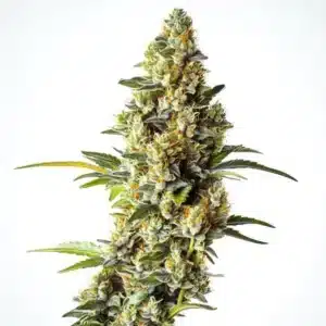 Black Domina x Scott’s OG cannabis plant with frosty colas and vibrant pistils