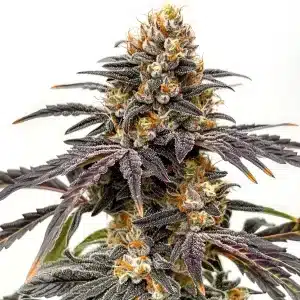 Black Hulk cannabis plant with purple hues and resinous flowers