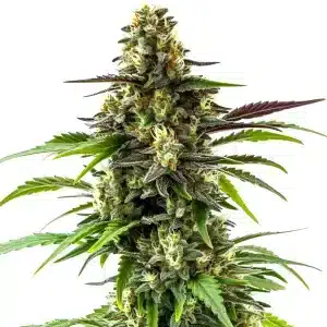Black Jack cannabis plant with frosty buds and long colas