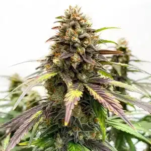 Black Water Purple OG Cheese cannabis plant with purple frosty buds