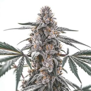 Black Widow cannabis plant with thick frosty trichomes and orange pistils