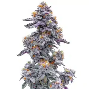 Fleur de cannabis Black and White Cookie.