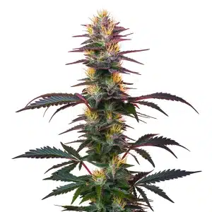 Plante de cannabis BlackBerry Auto avec des têtes pourpres et des pistils orange vif.