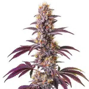 Plante de cannabis Blackberry Kush avec des nuances violettes et des trichomes épais