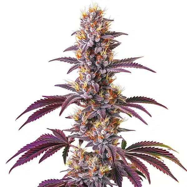 Blackberry Kush