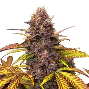 Plante de cannabis Blackberry Pie aux bourgeons givrés et feuillage coloré