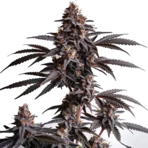 Plante de cannabis Blood Diamond OG avec des bourgeons denses et givrés
