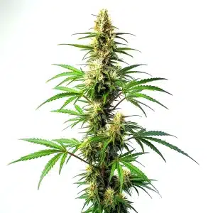 Plante de cannabis Blue Amnesia Auto avec de longues têtes résineuses et feuillage vert vif.