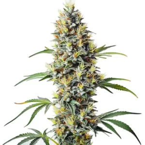 Blue Amnesia Regular cannabis plant with purple and green hues.