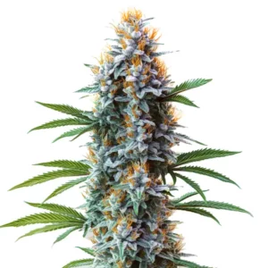 Plante de cannabis Blue Cheese avec des bourgeons résineux et des pistils orange