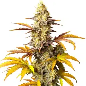 Plante de cannabis Blue Cheese Autoflower avec de grandes têtes denses et des feuilles aux tons jaunes et violets.