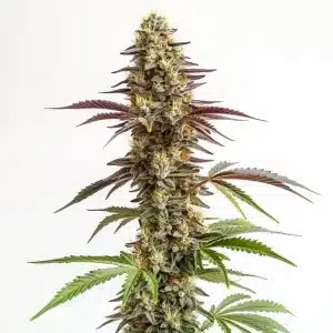Fleur de cannabis Blue Cookies avec des pistils orange et une couverture épaisse de trichomes.
