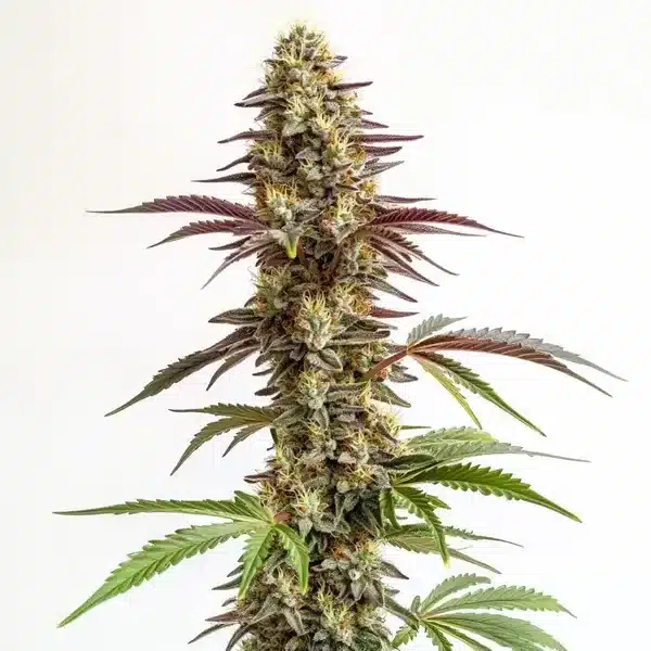 Blue Cookies