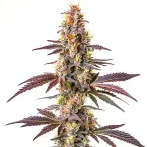 Blue Cookies Fast Version marijuana plant with purple hues and frosty trichomes.