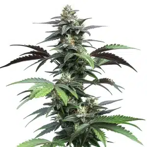 Plante de cannabis Blue Fruit Auto avec de grandes têtes résineuses et des feuilles vertes et violettes.
