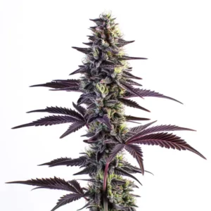 Plante de cannabis Blue Grape Fuel montrant des fleurs violettes et cristallines.