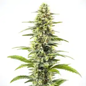 Gros plan de têtes de cannabis Blue Haze avec une teinte bleutée et des trichomes brillants.