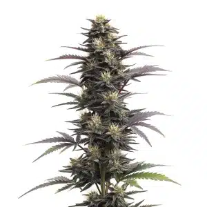 Plante de cannabis Blue Head Band Auto aux têtes denses et résineuses avec des reflets violets.