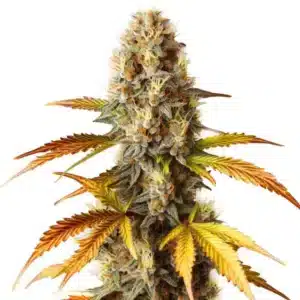 Plante de cannabis Blue HeadBand en pleine floraison avec des feuilles vert foncé et des têtes compactes.