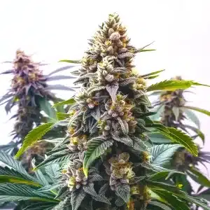 Gros plan d’une tête de cannabis Blue Moonrocks couverte de résine brillante.