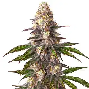Plante de cannabis Blue OG avec des bourgeons denses et une teinte bleuâtre.