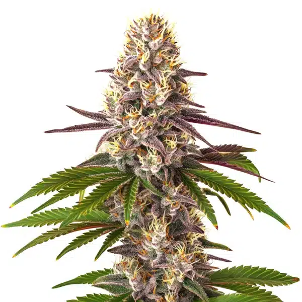 Blue OG Régulière