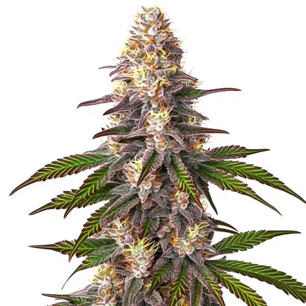 Blue OG