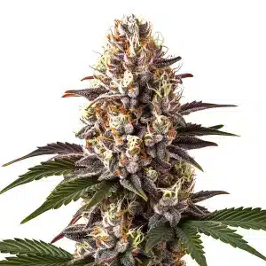 Fleur de cannabis Blue Widow avec des nuances bleues et une forte concentration de trichomes.