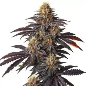 Tête de cannabis Blueberry Badazz OG avec nuances violettes et résine abondante.