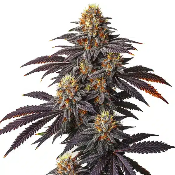 Blueberry Badazz