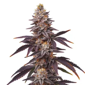 Blueberry Fast Version cannabis plant with dense buds and colorful tones.