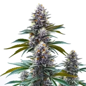 Blueberry Kush Regular cannabis plant with colorful buds and vibrant leaves.