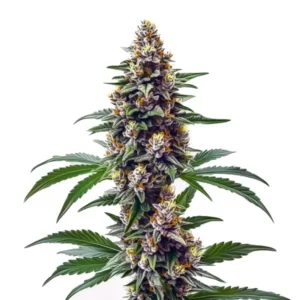 Blueberry Regular cannabis strain with chunky, resinous buds.