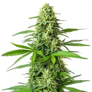 Plante de cannabis Blueberry x Big Bud Auto avec de grosses têtes résineuses et des pistils clairs.