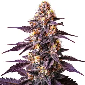 Plante de cannabis Blueberry x Big Devil Auto aux couleurs violettes intenses et têtes résineuses.