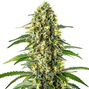 Plante de cannabis Blueberry x Cream Cheese Auto avec têtes résineuses aux tons verts et orangés.