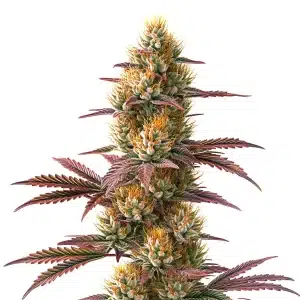 Plante de cannabis Blueberry x Jack Herer Auto avec fleurs denses aux pistils orangés et feuilles pourpres.