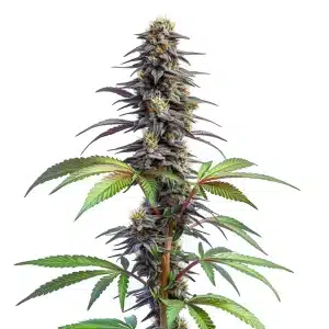 Plante de cannabis Blueberry x Lemon Haze Auto aux fleurs résineuses avec nuances violettes et pistils orangés.