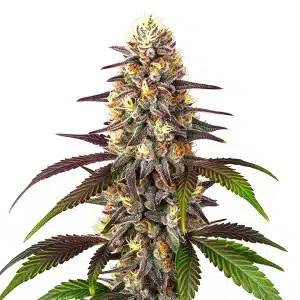 Plante de cannabis Blueberry x Mazar Auto avec des têtes denses, résineuses et des feuilles aux reflets violets.