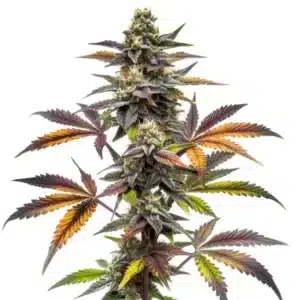 Plante de cannabis Blueberry x OG Kush en pleine floraison.