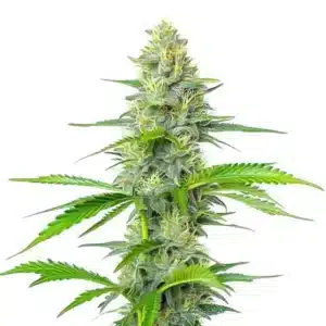 Gros plan sur des fleurs de cannabis Blueberry x White Widow recouvertes de résine.
