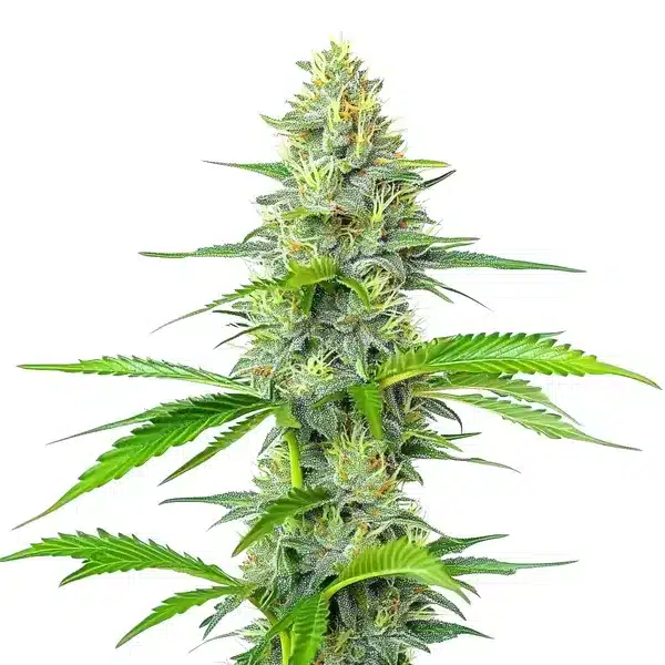 Blueberry x White Widow