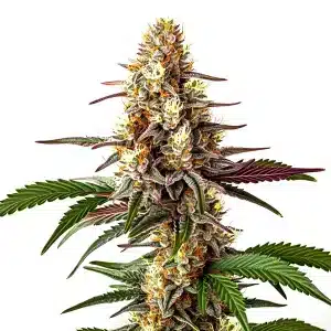 Gros plan d’une plante de cannabis Blunicorn #5 aux teintes violettes.