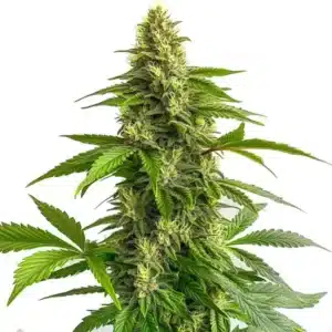 Bruce Banner #3 FBV cannabis strain with thick, resin-covered flowers.